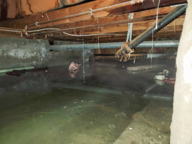 Best Local water damage restoration  in South El Monte, CA
